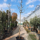 Ficus car. 'Brogiotto Nero' 200 cm stam container 16-18 leiboom
