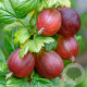 Ribes u.-c. 'Spinefree' 70 cm 2,0L