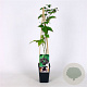 Rubus frut. 'Thornfree' 70 cm 2,0L