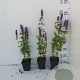 Agastache 'Blue Fortune' GM P9