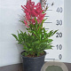Astilbe (A) 'Astary Pink' GM 2,0L