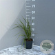Calamagrostis brachytricha GM 2,0L