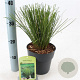 Carex 'Phoenix Green' 20-25 cm 2,0L