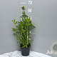 Centranthus ruber 'Albus' GM 2,0L