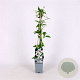 Clematis montana mix 70 cm 2,0L