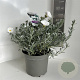 Convolvulus cneorum 30-40 cm 5,0L