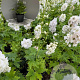 Delphinium 'Magic Fountains White' GM 2,0L