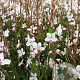 Gaura l. 'Snowstorm' GM 2,0L