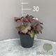 Heuchera 'Cherry Cola' GM 2,0L