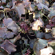 Heuchera m. 'Palace Purple' GM P9