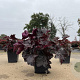Heuchera m. 'Palace Purple' GM P9