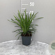 Liriope muscari 'Ingwersen' GM 2,0L