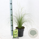 Stipa tenuissima 'Ponytails' 20-25 cm 2,0L