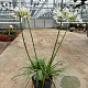 Agapanthus Eydori White GM P15