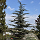 Cedrus libani brevifolia 80-100 cm met kluit