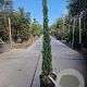 Cupressus semp. 'Pyramidalis' 125-150 cm container meerstammig