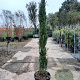 Cupressus semp. 'Pyramidalis' 150-175 cm container meerstammig