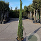 Cupressus semp. 'Pyramidalis' 175-200 cm container meerstammig