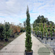 Cupressus semp. 'Pyramidalis' 175-200 cm container meerstammig