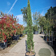 Cupressus semp. 'Pyramidalis' 200-250 cm container meerstammig