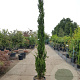 Cupressus semp. 'Pyramidalis' 250-300 cm container meerstammig