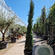 Cupressus semp. 'Pyramidalis' 250-300 cm container meerstammig