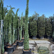 Cupressus semp. 'Pyramidalis' 300-350 cm container meerstammig