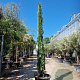 Cupressus semp. 'Pyramidalis' 300-350 cm container meerstammig