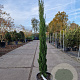 Cupressus semp. 'Totem' 100-125 cm container