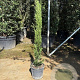 Cupressus semp. 'Totem' 100-125 cm container