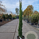 Cupressus semp. 'Totem' 100-125 cm container