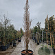 Ginkgo bil. 'Fastigiata' 350-400 cm container geveerd