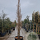 Ginkgo bil. 'Fastigiata' 350-400 cm container geveerd