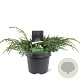 Juniperus squamata 'Blue Carpet' 30-40 cm 3,0L