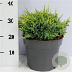 Juniperus squamata 'Holger' 30-40 cm 5,0L
