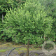 Larix decidua 'Kórnik' 90 cm stam 7,5L