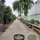 Metasequoia gl. 'Miss Grace' 200 cm stam container 14-16 hoge lei