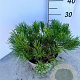 Pinus mugo mugo 30-40 cm 5,0L
