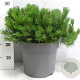 Pinus mugo pumilio 50-60 cm 12L