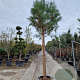 Pinus pinea 180 cm stam container 25-30