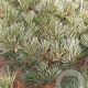 Pinus strobus 'Radiata' 60-80 cm met kluit