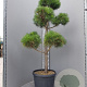 Pinus sylvestris 140-160 cm container bonsai