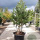Pinus sylvestris 175-200 cm container meerstammig