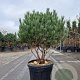 Pinus sylv. 'Watereri' 80-100 cm 45L