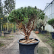 Pinus sylv. 'Watereri' 125-150 cm cont. 350L pompon