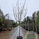 Prunus armeniaca 100 cm stam container 14-16