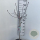 Prunus cistena 60 cm stam 5,0L