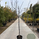 Prunus dulcis 150 cm stam container 10-12 leiboom
