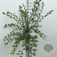 Prunus 'Hally Jolivette' 90 cm stam 7,5L