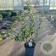 Prunus incisa 60-70 cm 12L
